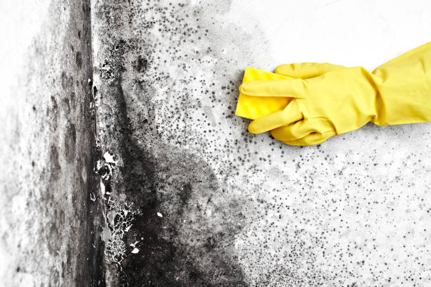 Best Toxic Mold Removal  in Defiance, OH