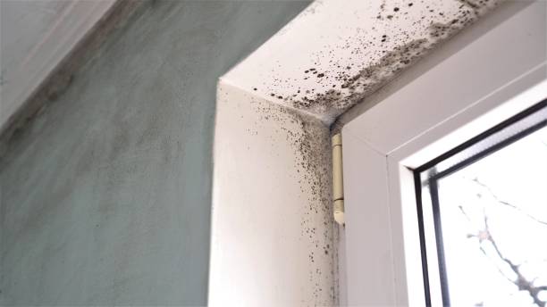 Best Fast Mold Removal  in Defiance, OH