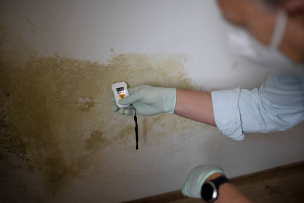 Best Mold Removal Process  in Defiance, OH