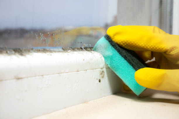 Best Mold Damage Repair  in Defiance, OH