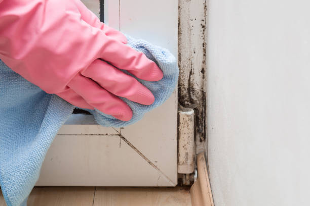 Best Black Mold Removal  in Defiance, OH